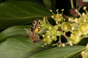 Honigbiene an Efeu-Blüte